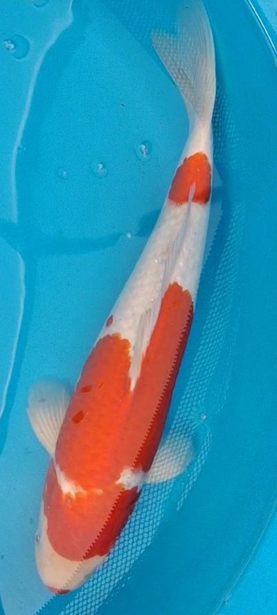 Goshiki